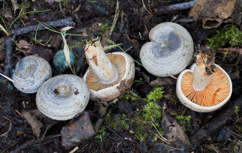 Lactarius quieticolor